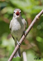 Vireo gilvus